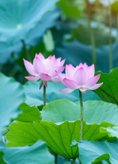 lotus flower plants with green leaves in lake