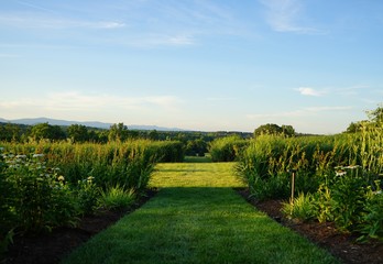 Grass Garden Pathway with Bushes