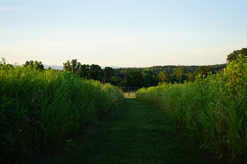 Garden Path of Grass and Low Brush on a Farm