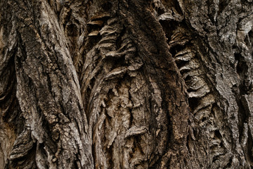Wood texture