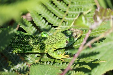 Caméléon