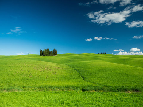 Cypress trees in a Tuscany landscape, Italy