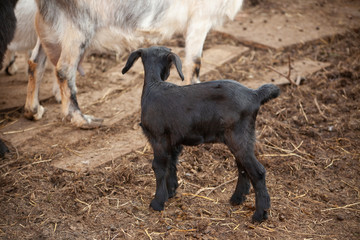 Kids on the farm. Farm with animals. Cute little goat. Beauty of animals. Farm animals.