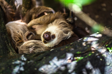 Sloth Sanctuary of Costa Rica