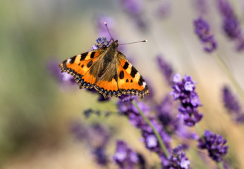 Colorful Butterfly on the blooming lavender flowers