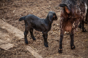 Kids on the farm. Farm with animals. Cute little goat. Beauty of animals. Farm animals.