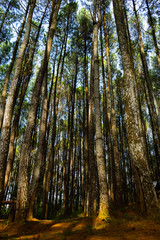 Obraz premium The sun shines between pine trees in the morning during spring