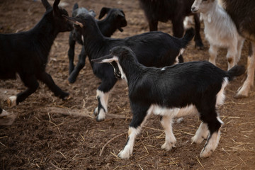 Kids on the farm. Farm with animals. Cute little goat. Beauty of animals. Farm animals.