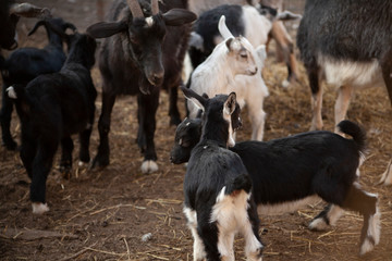 Kids on the farm. Farm with animals. Cute little goat. Beauty of animals. Farm animals.