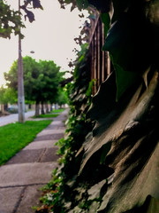 camino de una hoja