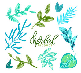 Herbal product vector, green and blue hues of foliage and flora of plants, healthy ingredients and organic base of productions greenery and freshness