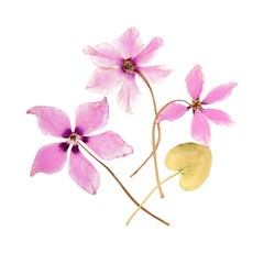 The flowers pink cyclamen dried pressed herbarium - 273897720