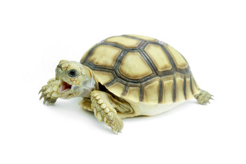 Selective focus, Small turtle isolated on a white background. File contains with clipping path so easy to job.
