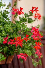 Red geranium ( pelargonium) flowers blooming in a garden