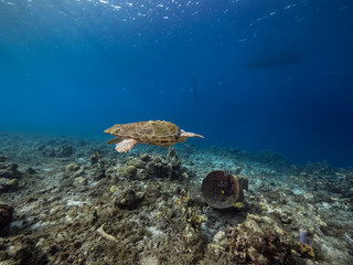 Loggerhead Sea Turtle in coral reef of Caribbean Sea around Curacao