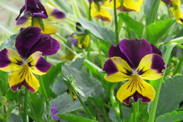 blue flowers in the garden