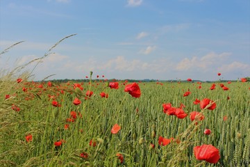 poppy field of red poppies
