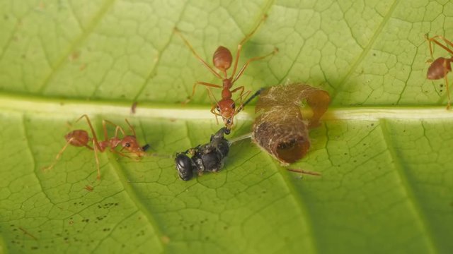 Vdo. Clip Top view a group of weaver ants or green tree ants hunting a black mud dauber wasp that just go out of pupates on green leaf background.