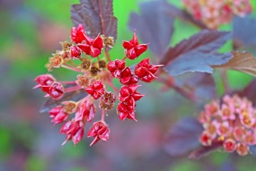 Wither the flowers of physocarpus English.Soon the seeds will ripen.