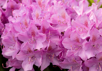 Blooming pink flowers of Rhodenron. A great decoration for any garden