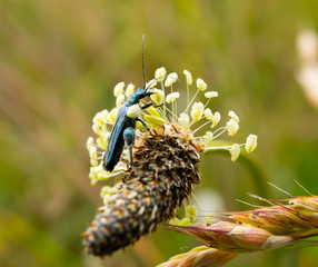 bee on flower