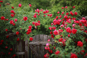 Beautiful red rose bush abundant blooming in summer garden in contryside, blurred tilt-shift shot, - obrazy, fototapety, plakaty
