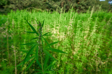 Hemp field in summer