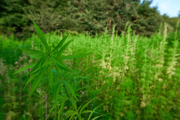 Hemp field in summer