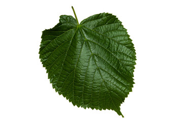 Lime leaf on a white background close-up.