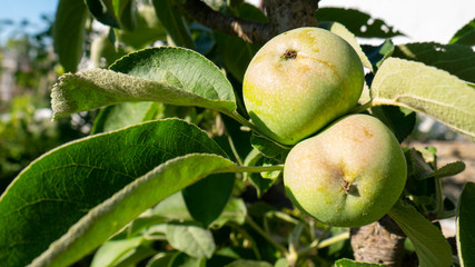 Unripe green apples in the garden. Harvest