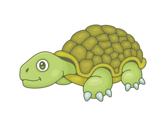 Turtle. isolated on white background