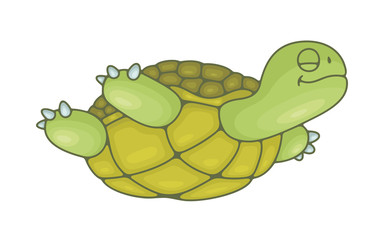 Turtle. isolated on white background