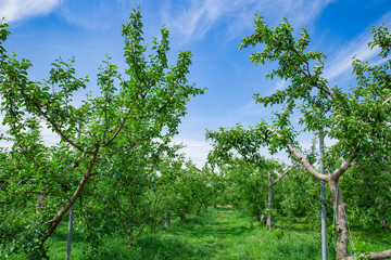 新緑のりんご果樹園