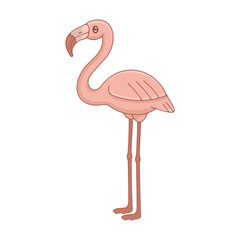 Pink Flamingo. isolated on white background