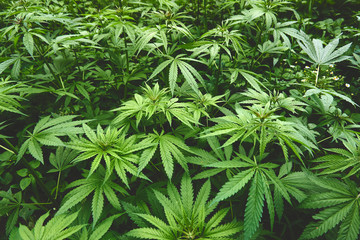 Hemp field in summer