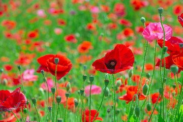 長野県喬木村伊久間のポピー園