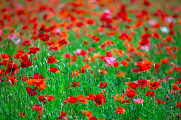 長野県喬木村伊久間のポピー園