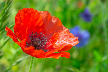 長野県喬木村伊久間の ポピー園