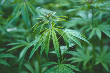 Hemp field in summer