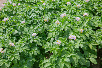 ジャガイモの花