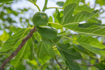 未熟のいちじく