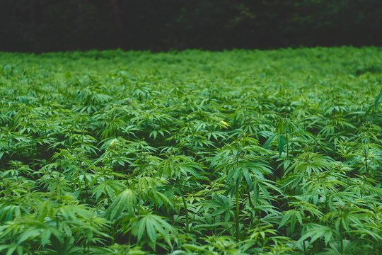 Hemp field in summer