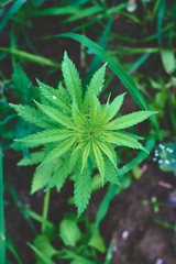 Hemp field in summer