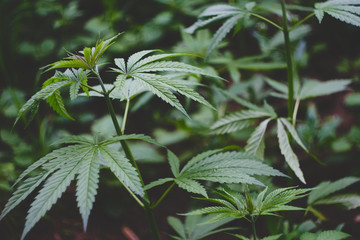 Hemp field in summer