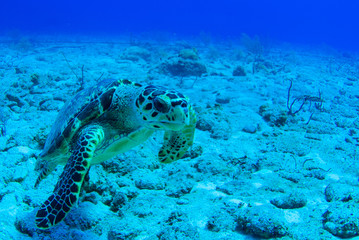 A lonely hawksbill turtle hanging out in the sand. The tropical conditions of the Caribbean sea make the perfect habitat for this marine animal. The reptile swims though the water on a single breath