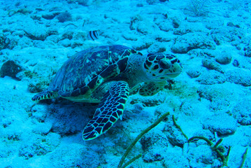 A lonely hawksbill turtle hanging out in the sand. The tropical conditions of the Caribbean sea make the perfect habitat for this marine animal. The reptile swims though the water on a single breath