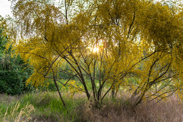 Paisaje mediterraneo - retama