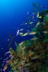 Fototapeta na wymiar A school of warm water tropical fish can be seen thriving on a section of underwater reef. The hub of life shows an ecosystem at work. This was shot in the Caribbean in the Cayman Islands