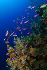 Fototapeta na wymiar A school of warm water tropical fish can be seen thriving on a section of underwater reef. The hub of life shows an ecosystem at work. This was shot in the Caribbean in the Cayman Islands