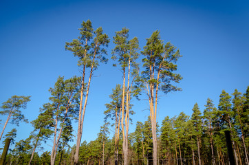 Fototapeta na wymiar three tall pines